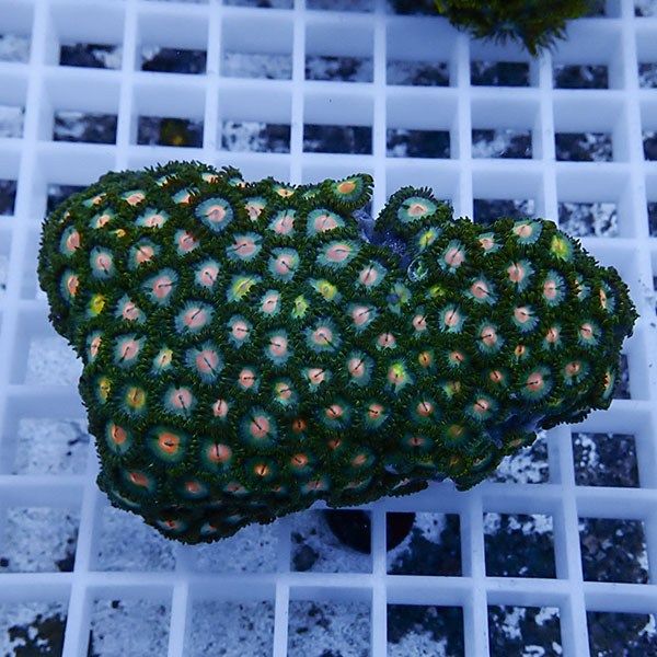 【サンゴ現物14】マメスナギンチャク !15時までのご注文で当日発送(t144