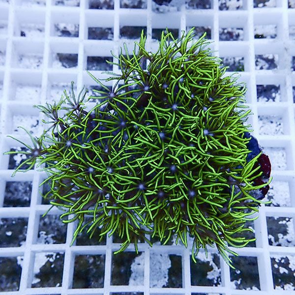 【サンゴ現物6】スターポリプ!15時までのご注文で当日発送 【サンゴ】(t221
