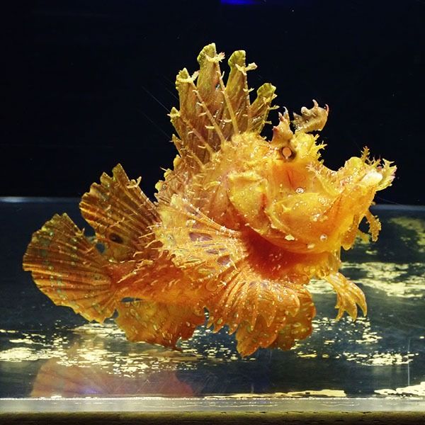 【現物1】ボロカサゴ 17.5cm± ! 海水魚 15時までのご注文で当日発送【...
