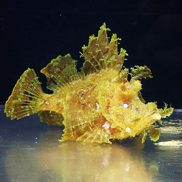 【現物3】ボロカサゴ 16cm± ! 海水魚 15時までのご注文で当日発送【カ...