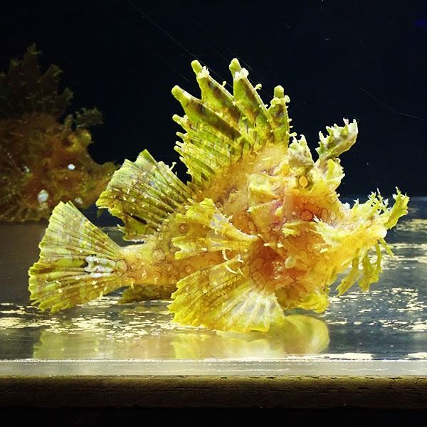 【現物2】ボロカサゴ 16cm± ! 海水魚 15時までのご注文で当日発送【カ...
