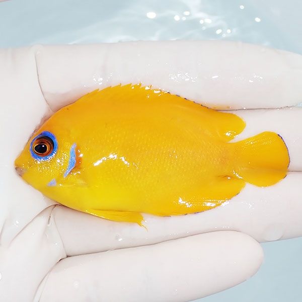 【現物1】粒エサOK レモンピール 7cm± クリスマス産!海水魚 ヤッコ 15時...