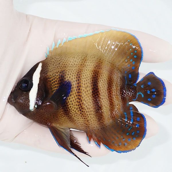 【現物3】ロクセンヤッコ 9.5cm± ! 海水魚 ヤッコ 15時までのご注文で当...