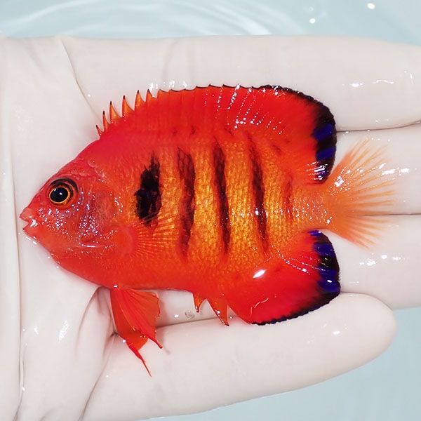【現物1】顔スレ有り フレームエンゼル 7cm! 海水魚 ヤッコ 15時までの...
