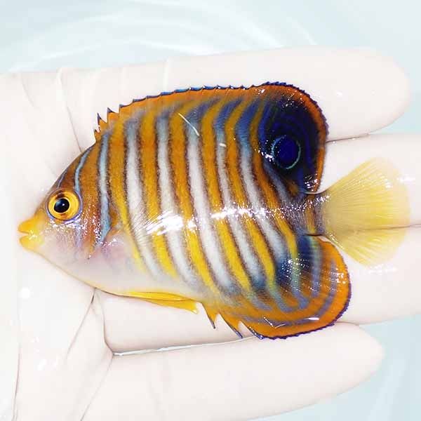 【現物1】ニシキヤッコ 7.5cm±!海水魚 ヤッコ15時までのご注文で当日発...