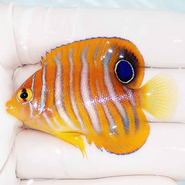 【現物2】ニシキヤッコ 5.3cm±!海水魚 ヤッコ15時までのご注文で当日発...