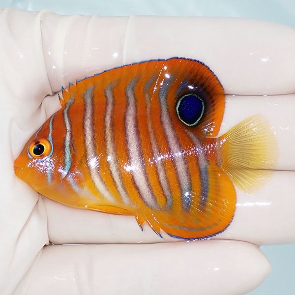 【現物3】ニシキヤッコ 6.2cm±!海水魚 ヤッコ15時までのご注文で当日発...