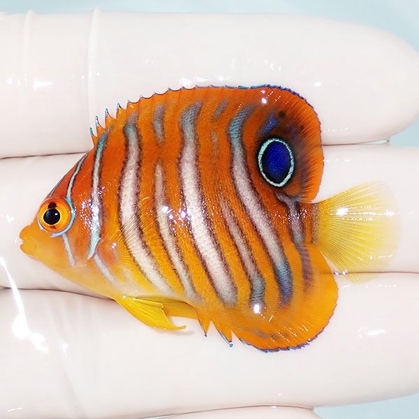 【現物4】ニシキヤッコ 5cm±!海水魚 ヤッコ15時までのご注文で当日発送(...