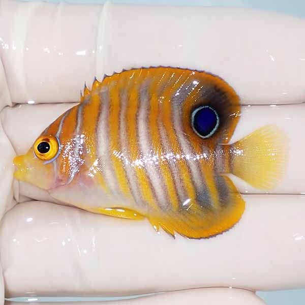 【現物5】ニシキヤッコ 5cm±!海水魚 ヤッコ15時までのご注文で当日発送(...