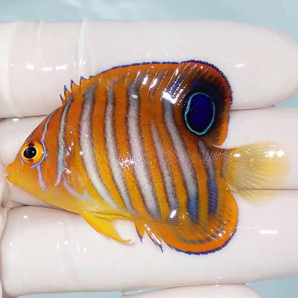 【現物6】ニシキヤッコ 5.5cm±!海水魚 ヤッコ15時までのご注文で当日発...