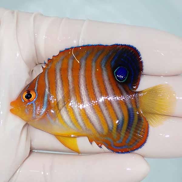 【現物7】ニシキヤッコ 6.5cm±!海水魚 ヤッコ15時までのご注文で当日発...