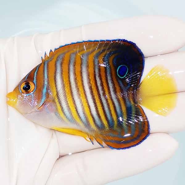 【現物8】ニシキヤッコ 7.5cm±!海水魚 ヤッコ15時までのご注文で当日発...
