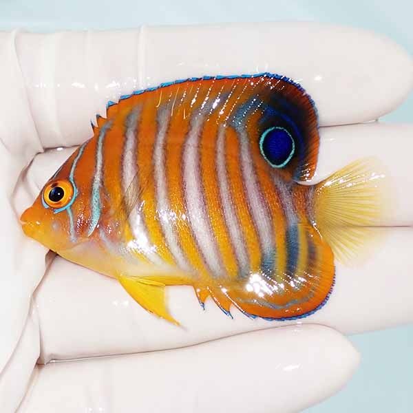 【現物9】ニシキヤッコ 6cm±!海水魚 ヤッコ15時までのご注文で当日発送(...