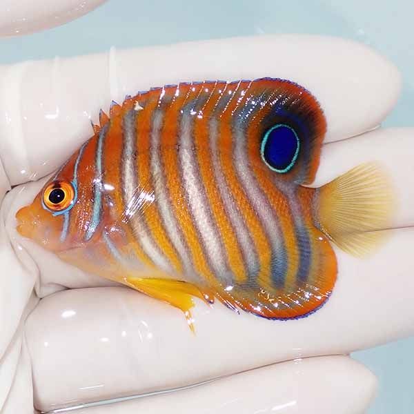 【現物10】ニシキヤッコ 6cm±!海水魚 ヤッコ15時までのご注文で当日発送...