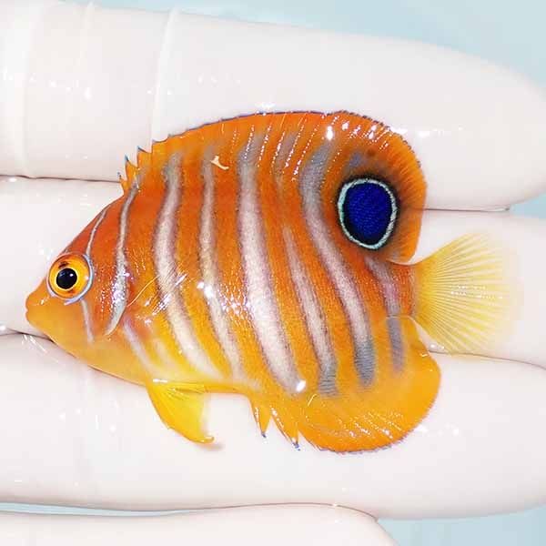 【現物11】ニシキヤッコ 5.5cm±!海水魚 ヤッコ15時までのご注文で当日発...