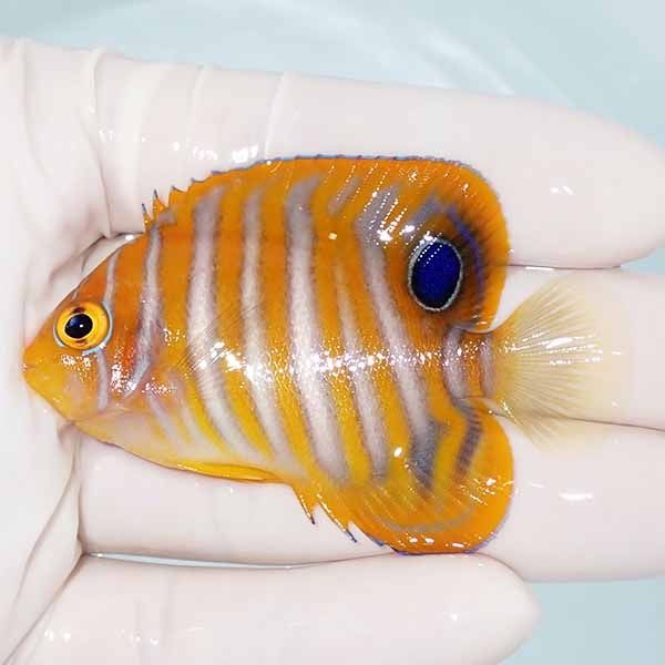 【現物12】ニシキヤッコ 6.7cm±!海水魚 ヤッコ15時までのご注文で当日発...
