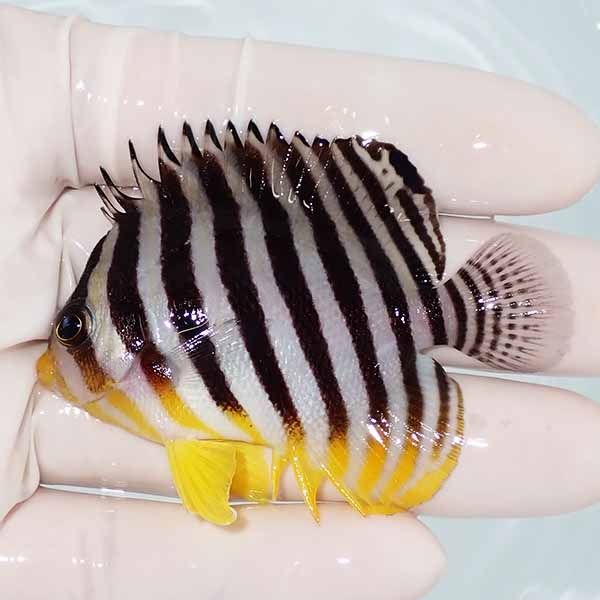 【現物14】sale シマヤッコ 6.5cm±! 海水魚 生体 15時までのご注文で当...