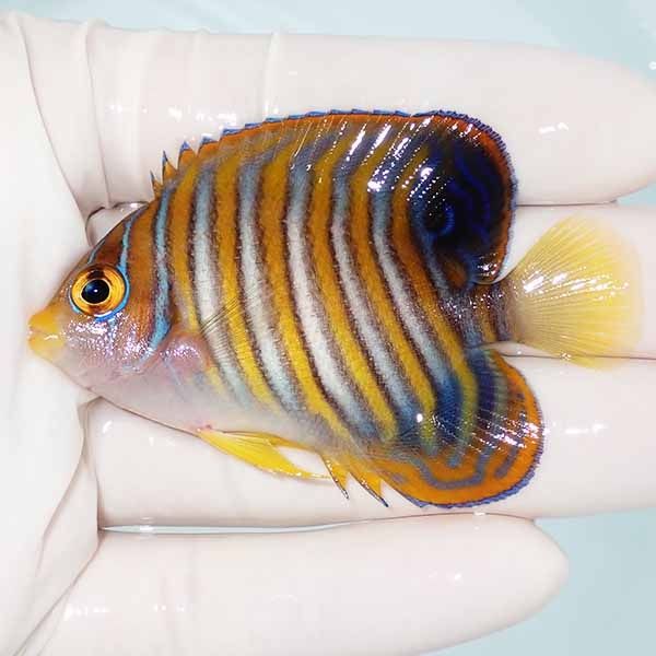 【現物13】ニシキヤッコ 7cm±!海水魚 ヤッコ15時までのご注文で当日発送...