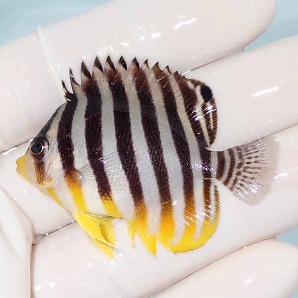 【現物21】sale シマヤッコ 5cm±! 海水魚 生体 15時までのご注文で当日...