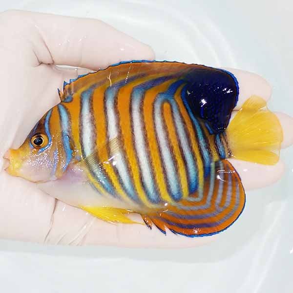 【現物15】ニシキヤッコ 12cm±!海水魚 ヤッコ15時までのご注文で当日発...