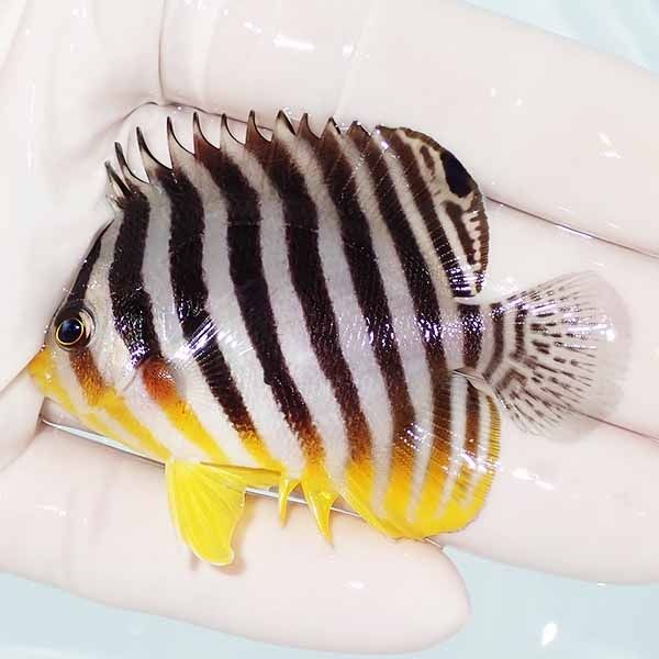 【現物15】sale シマヤッコ 6.5cm±! 海水魚 生体 15時までのご注文で当...