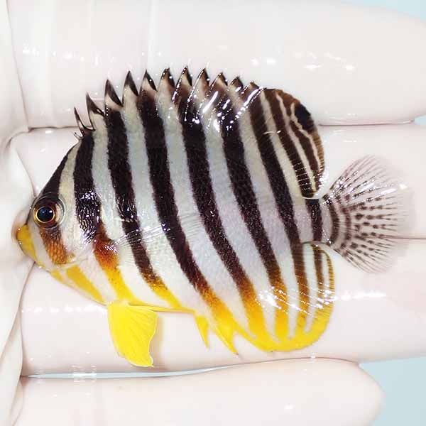 【現物16】sale シマヤッコ 6cm±! 海水魚 生体 15時までのご注文で当日...