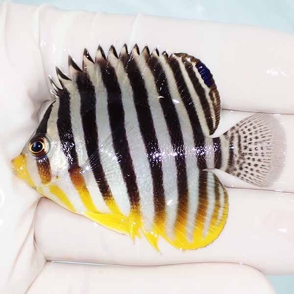 【現物17】sale シマヤッコ 6cm±! 海水魚 生体 15時までのご注文で当日...