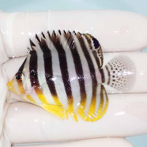 【現物18】sale シマヤッコ 5.2cm±! 海水魚 生体 15時までのご注文で当...