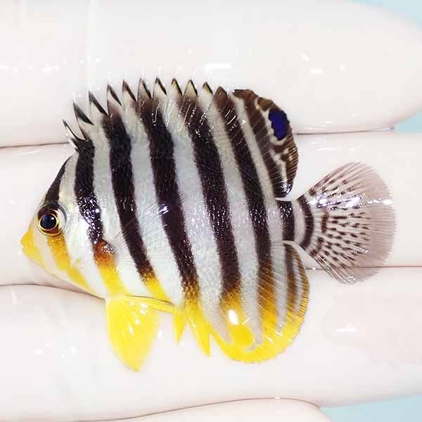 【現物19】sale シマヤッコ 4.7cm±! 海水魚 生体 15時までのご注文で当...