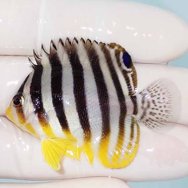 【現物20】sale シマヤッコ 5cm±! 海水魚 生体 15時までのご注文で当日...