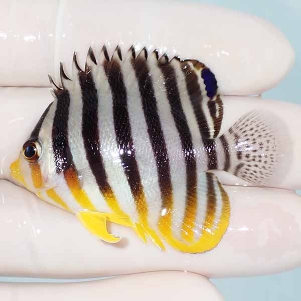 【現物22】sale シマヤッコ 5.2cm±! 海水魚 生体 15時までのご注文で当...