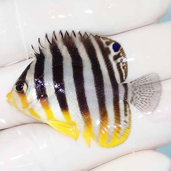【現物23】sale シマヤッコ 4.5cm±! 海水魚 生体 15時までのご注文で当...