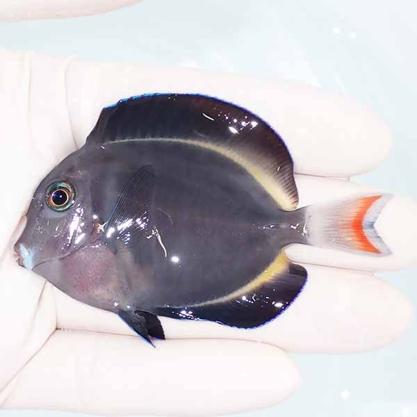 【現物】メガネクロハギ×アキレスタン 7.5cm±! 海水魚 ハギ 餌付け 15時...