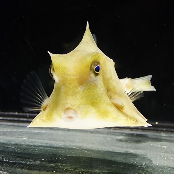 ラクダハコフグ 大きめ 7-9cm± ! 海水魚 フグ 15時までのご注文で当日...