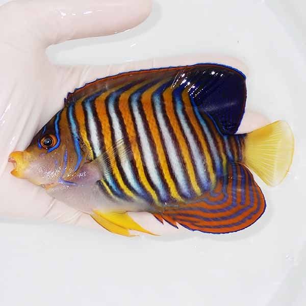 【現物16】ニシキヤッコBIG 14cm±!海水魚 ヤッコ15時までのご注文で当日...