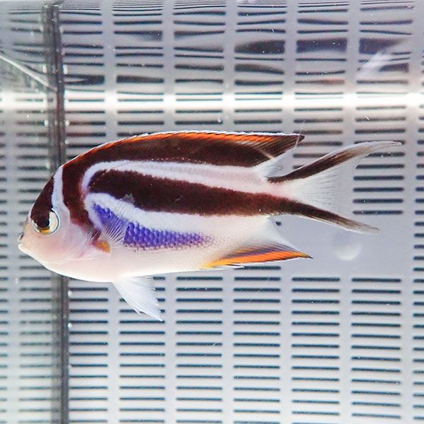 ベルスエンゼル メス 5-6cm± ! 海水魚 ヤッコ 15時までのご注文で当日...