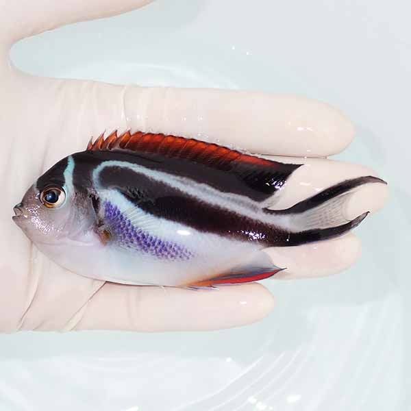 【現物】ベルスエンゼル♀ （オーネイトエンゼル）11cm±! 海水魚 ヤッコ ...