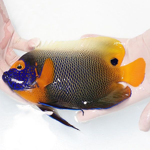 【現物1】 粒エサOK 鱗スレ有り アデヤッコ 成魚 19cm±! 海水魚 ヤッコ(...