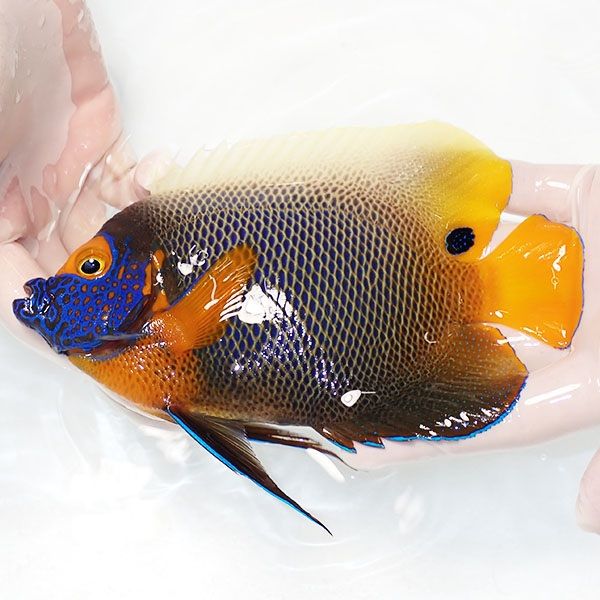 【現物2】 粒エサOK アデヤッコ 成魚 18cm±! 海水魚 ヤッコ(t111(t207