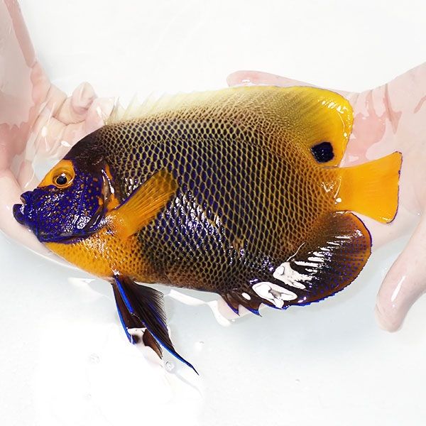 【現物3】顔スレ有り アデヤッコ 成魚 20cm±! 海水魚 ヤッコ(t111(t207