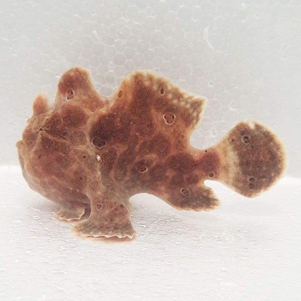 【現物1】オオモンカエルアンコウ 7.5cm! 海水魚 アンコウ 15時までのご...