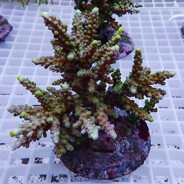 【サンゴ現物6】ブリードミドリイシ !15時までのご注文で当日発送 【ミ...