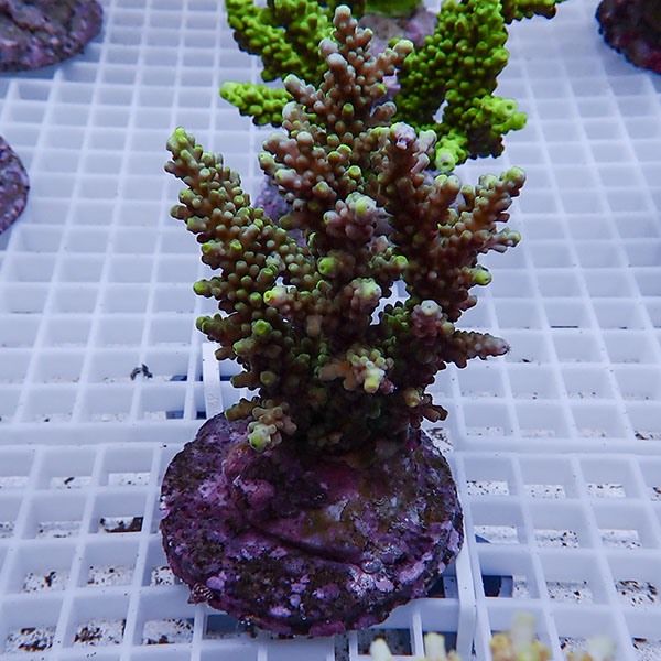 【サンゴ現物17】ブリードミドリイシ !15時までのご注文で当日発送 【ミ...