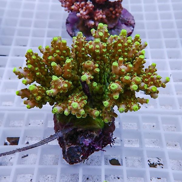【サンゴ現物29】ブリードミドリイシ !15時までのご注文で当日発送 【ミ...