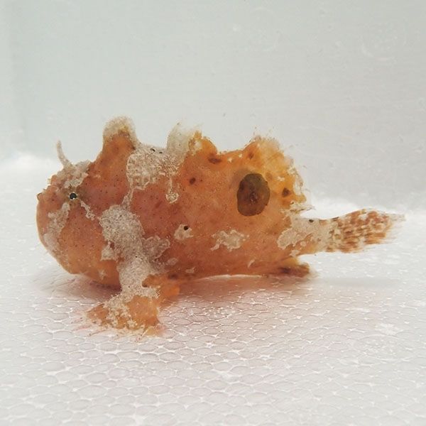 【現物2】ベニカエルアンコウ 7cm! 海水魚 アンコウ 15時までのご注文で...
