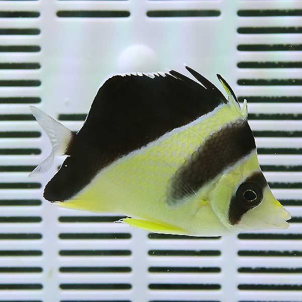 在庫sale 粒エサOK バーゲスバタフライ 8-10cm± !海水魚 生体 15時まで...