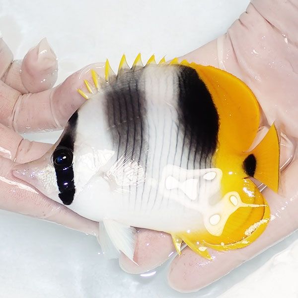 【現物】スダレチョウ 11.5cm±! 海水魚 チョウチョウウオ 15時までの...