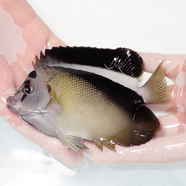 【現物1】粒エサOK グリフィスエンゼル 13cm± !海水魚 ヤッコ 15時まで...