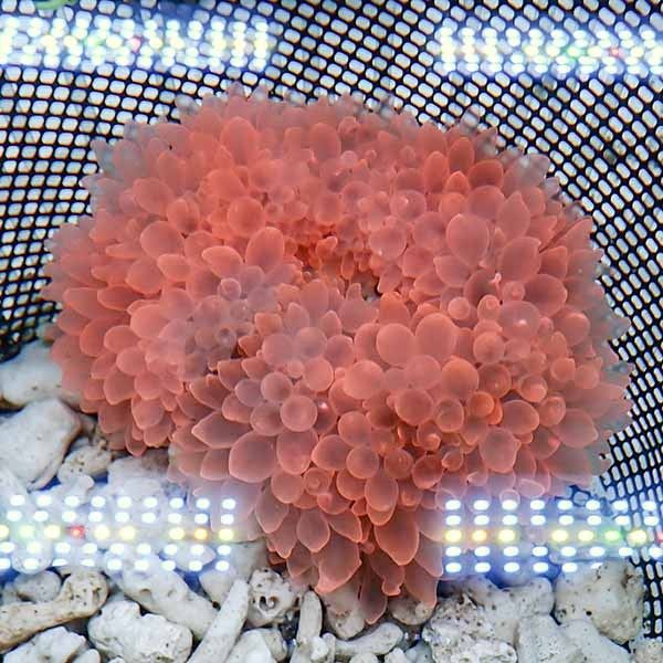 【現物1】タマイタダキイソギンチャク レッド 13-15cm±!15時までのご注...