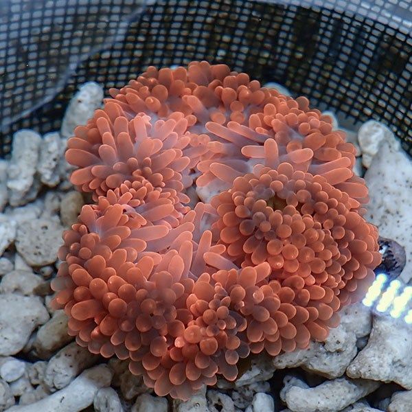 【現物3】タマイタダキイソギンチャク レッド 14-16cm±!15時までのご注...